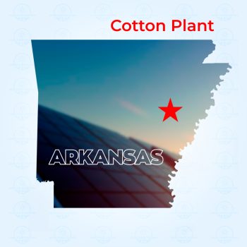 Cotton Plant