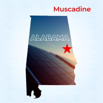Muscadine
